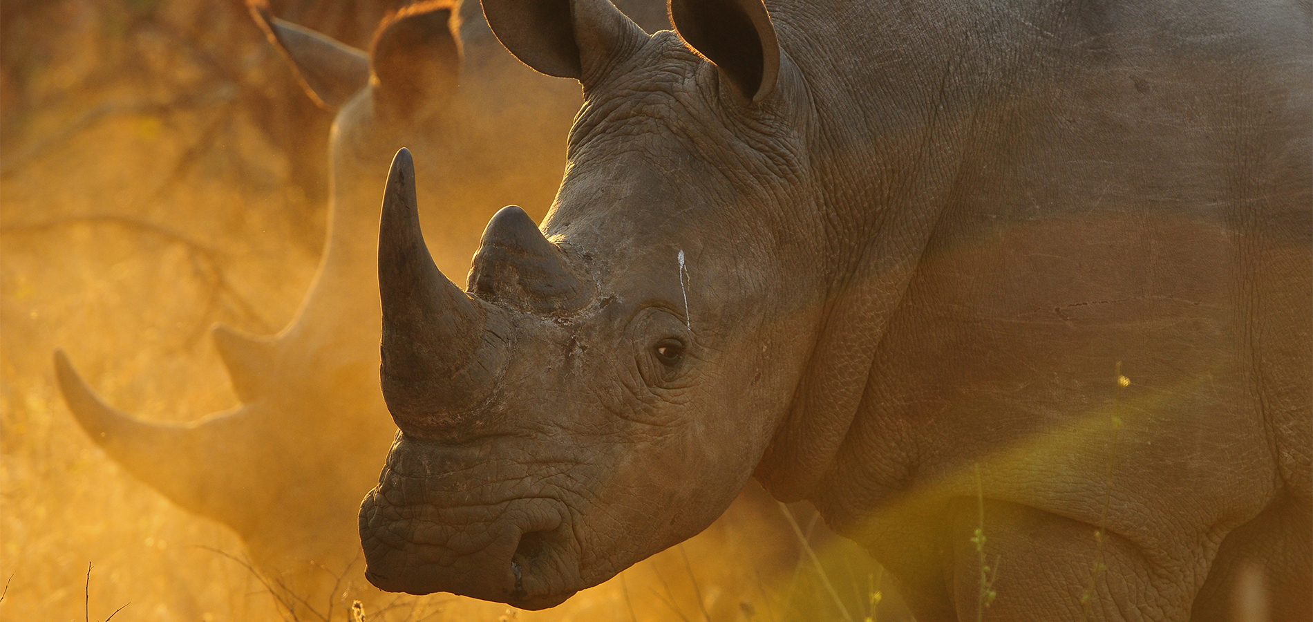 Going beyond rhino rescue | Reflecting on a decade of impact