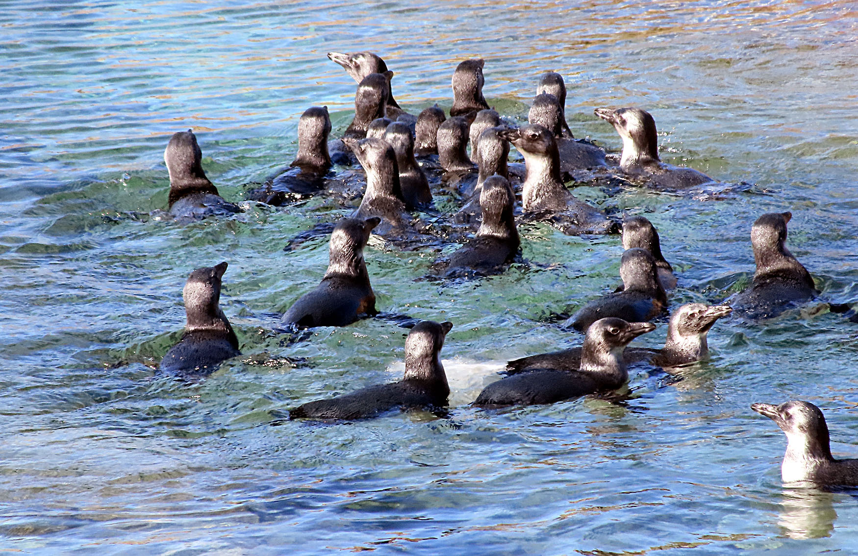 African penguins — De Hoop breeding colony researchers watch for flickers of hope