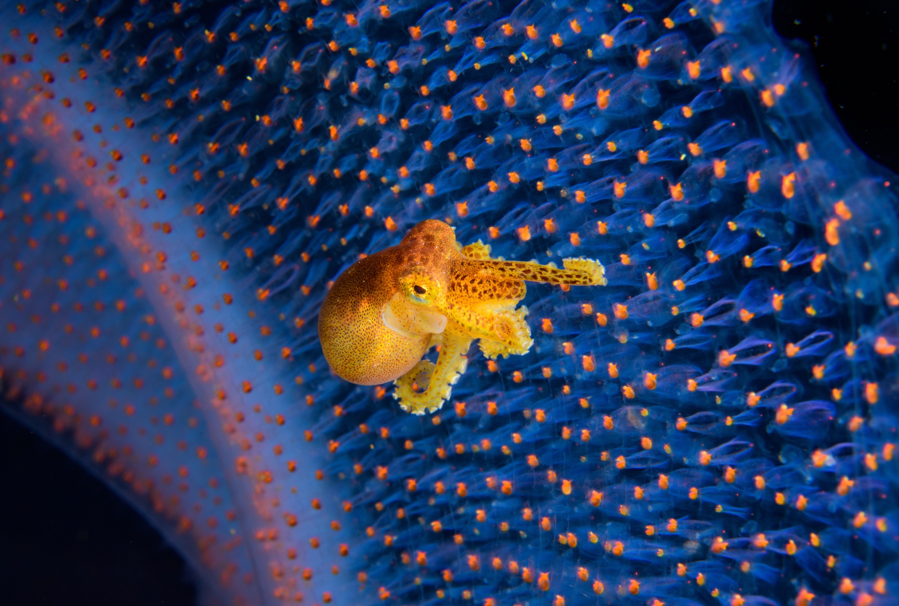 Poisonous octopus photograph earns top spot in photography competition