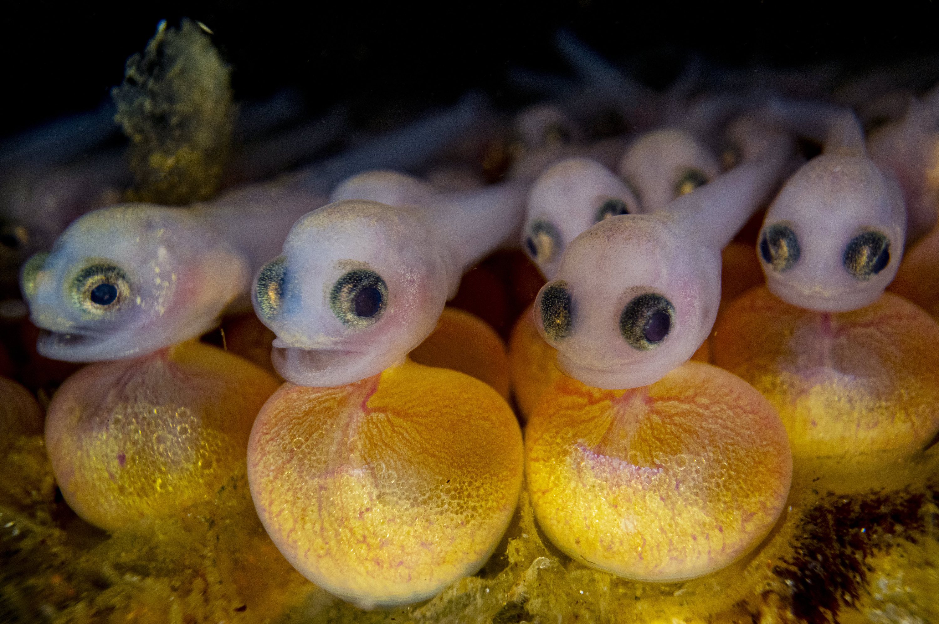 Stunning image of baby fish wins top Ocean Photography Award