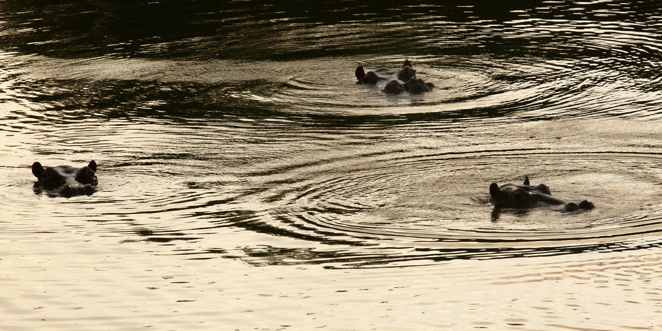 Loaded For Bear: are the feral hippos of a Colombian drug lord alien invaders or ecological trend-setters?