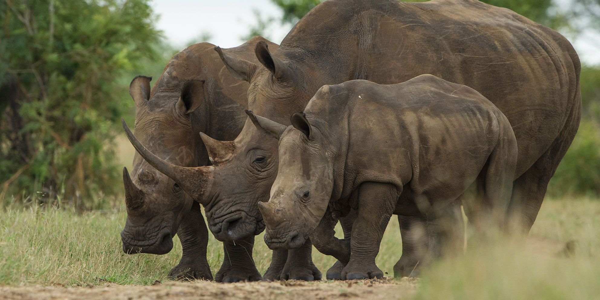 Loaded for Bear: SA’s white rhino population on the rebound despite poaching – thanks to private sector