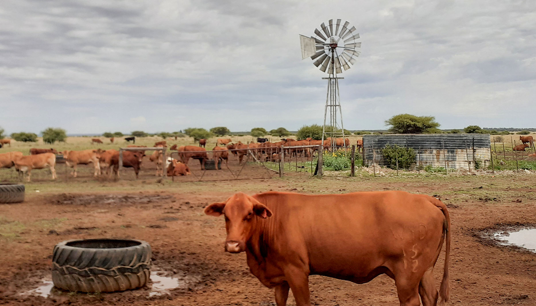 World Meteorological Organization scales back chance of La Niña forming this year to 60%
