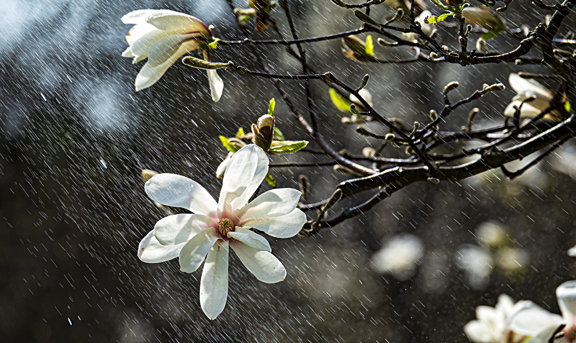Weather Watch: southeast/central South Africa set for wet conditions as summer looms, north-east drier than normal