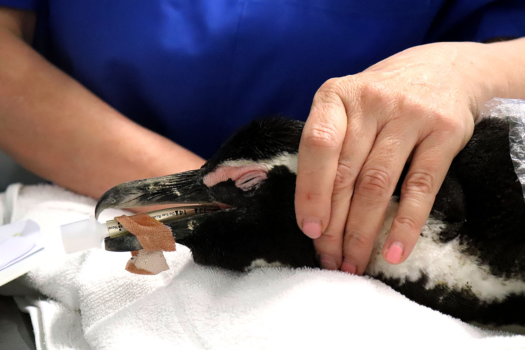 Seabird surgery and mad dash to save AP509, a Critically Endangered African penguin