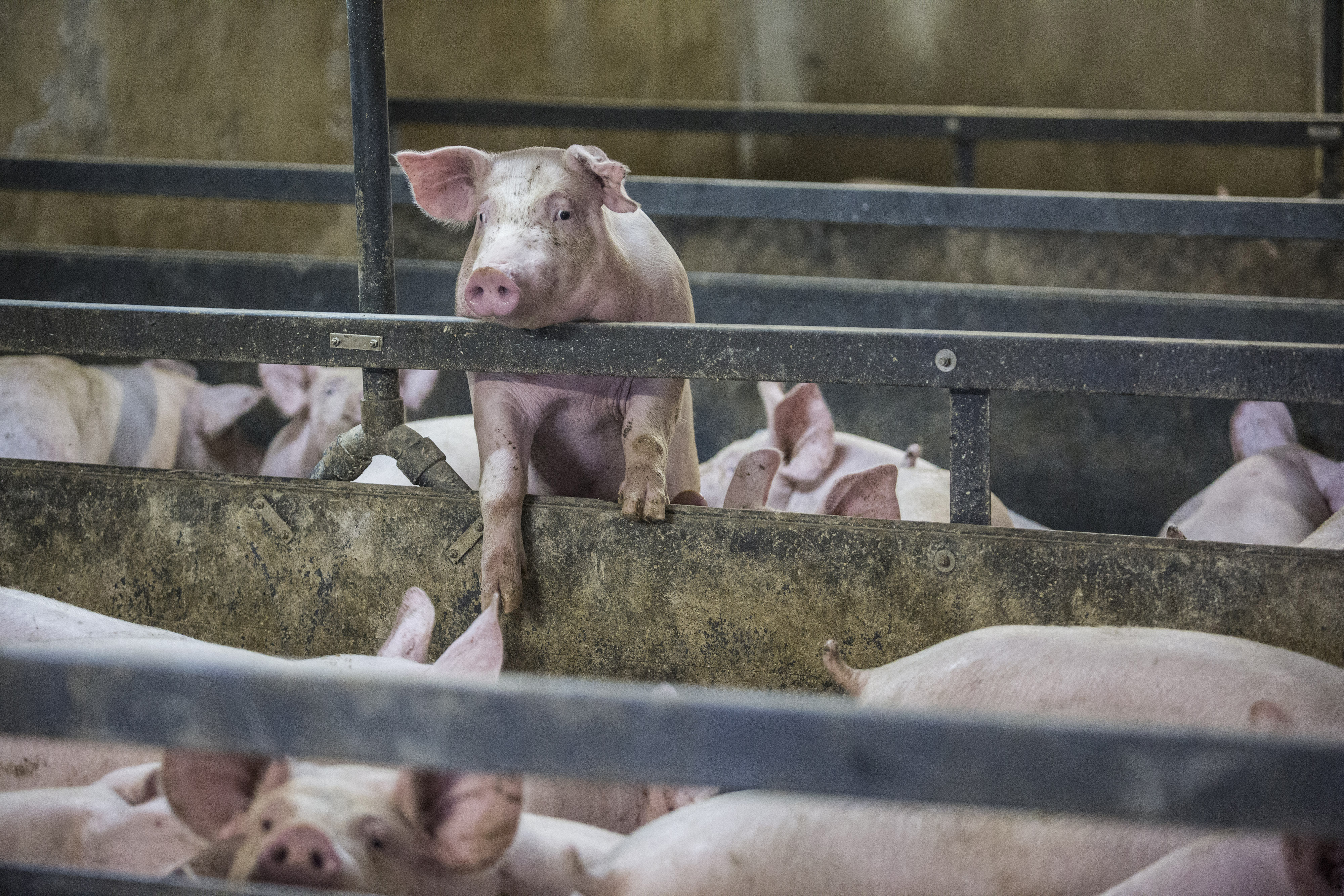 US Spots First H5N1 Bird Flu Case in a Pig, Raising Concern for Humans