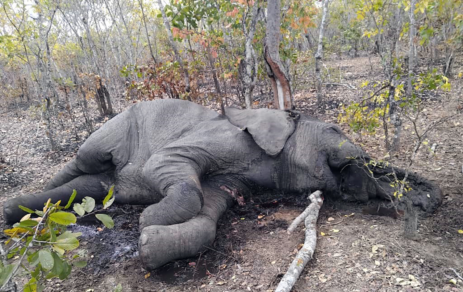 Five elephants killed in Zambia after vexed translocations, NGO says toll is higher