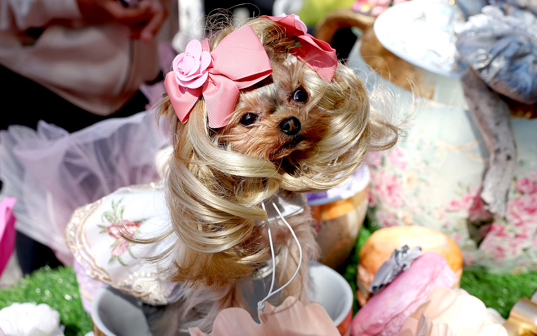 In Images – Capturing Halloween Dog Parades through the years