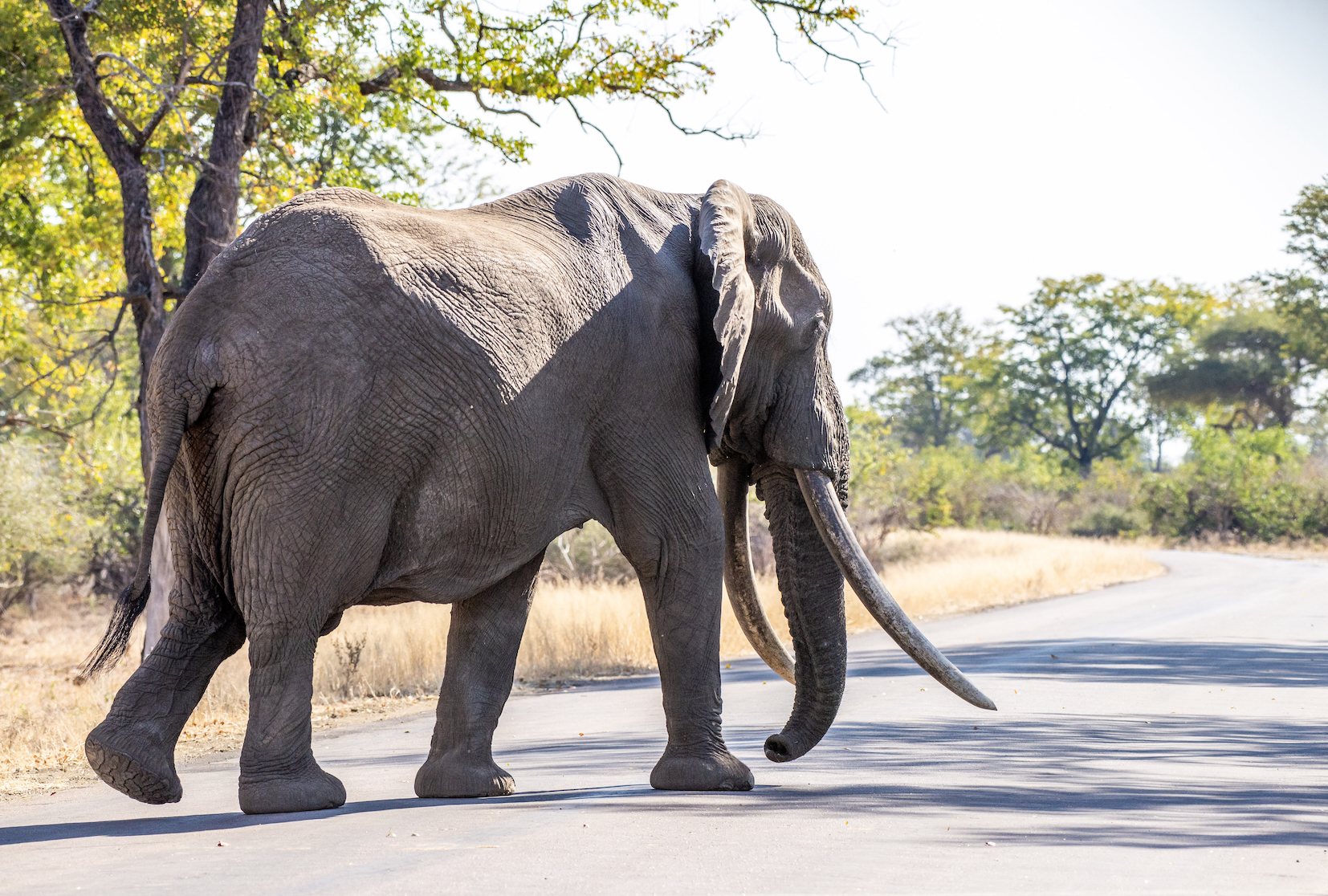 Kruger National Park tragedy - grandfather trampled to death while shielding grandchild from charging elephant