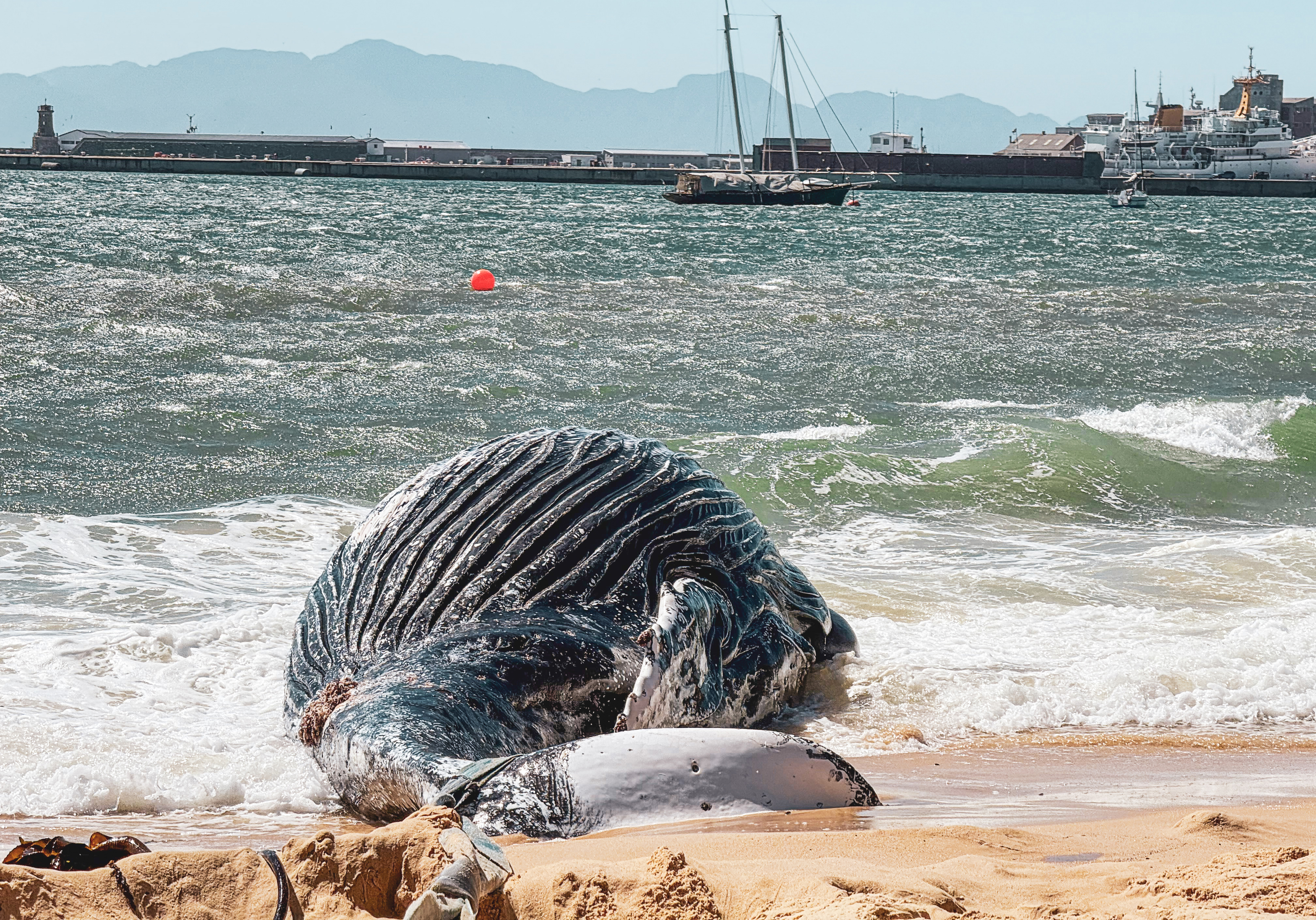 In pictures – Young humpback whale washes ashore on Long Beach, Simon’s Town