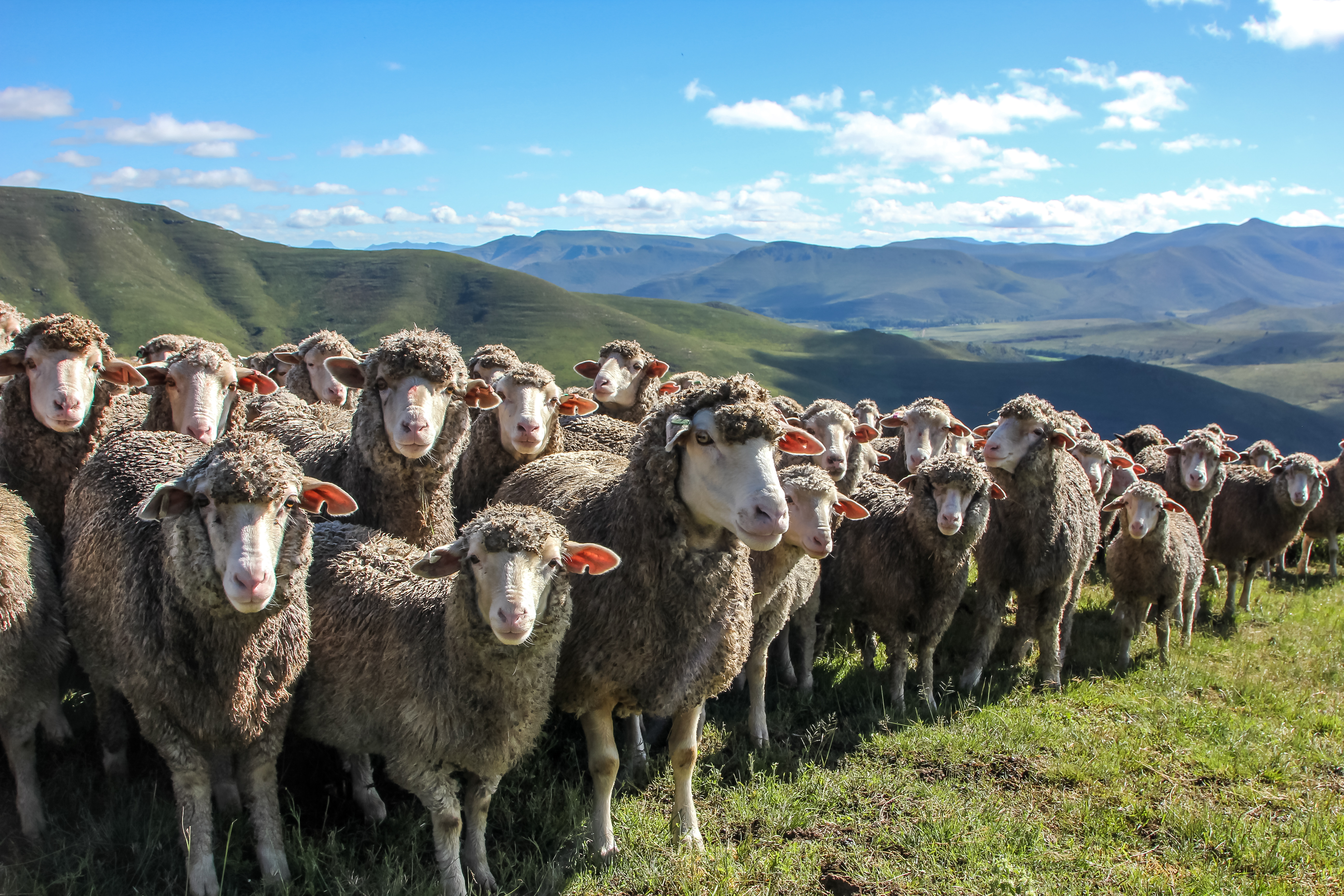 Brilliant beasts and super ostriches — the domestic animals that keep the Karoo ticking