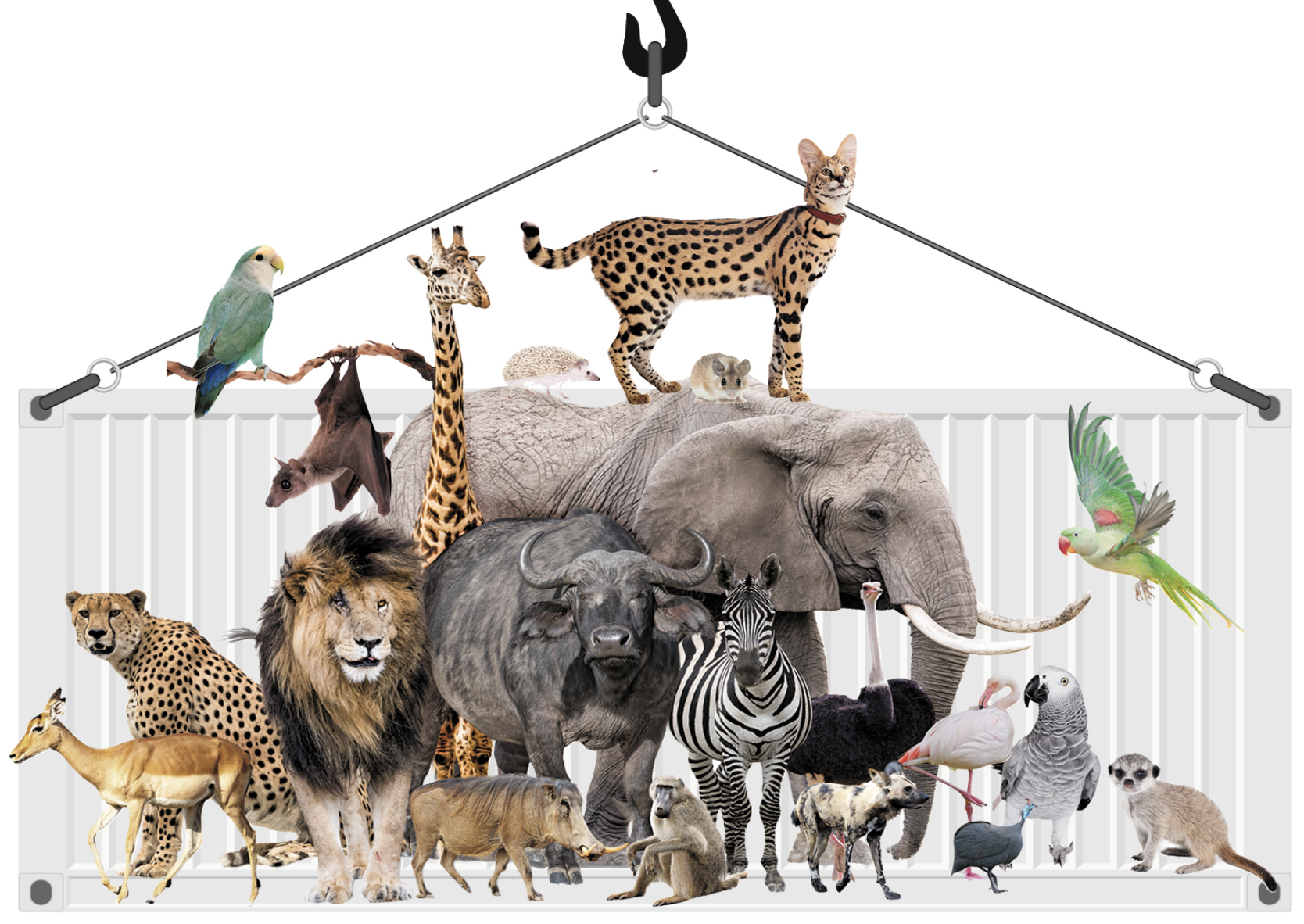 South Africa exports millions of creatures great and small in shadowy global wildlife trade