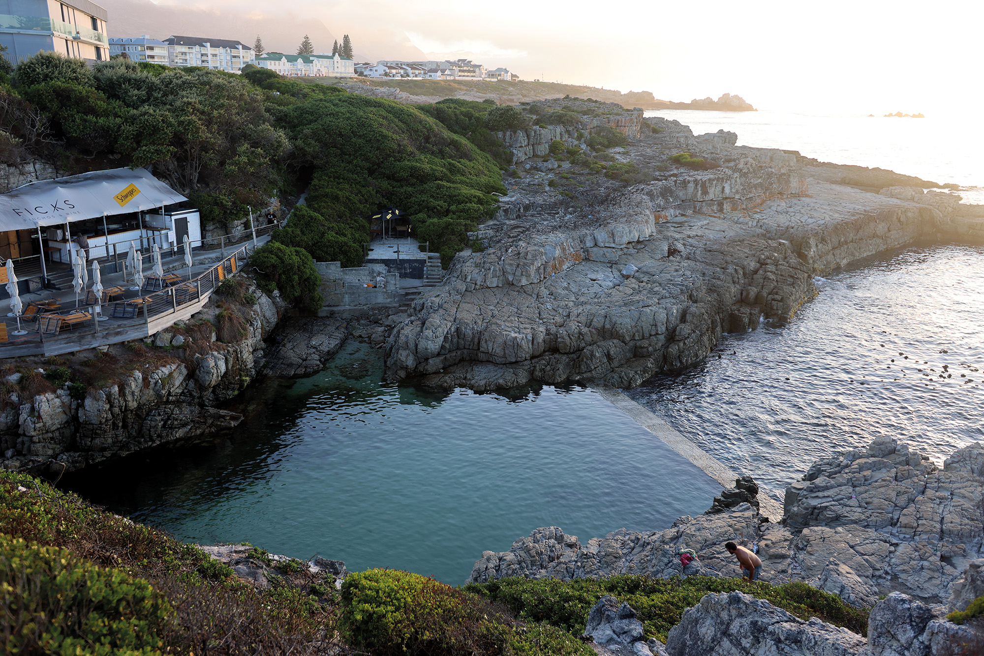 Ficks, photograph from the book 'A guide to tidal pools of the Western Cape', by Serai Dowling 