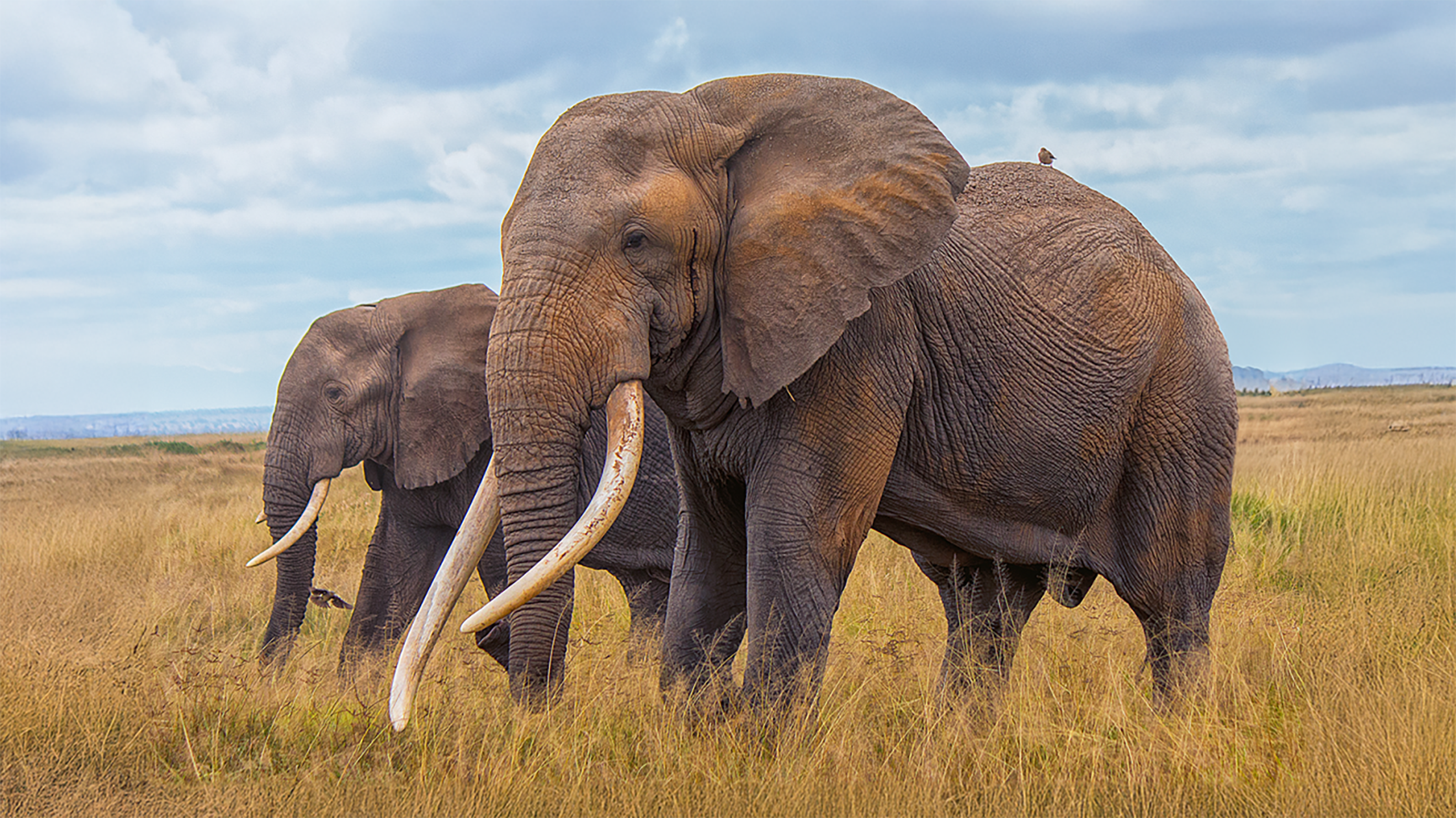 Call for urgent reform as trophy hunting decimates near-extinct super tuskers on the Kenya-Tanzania border