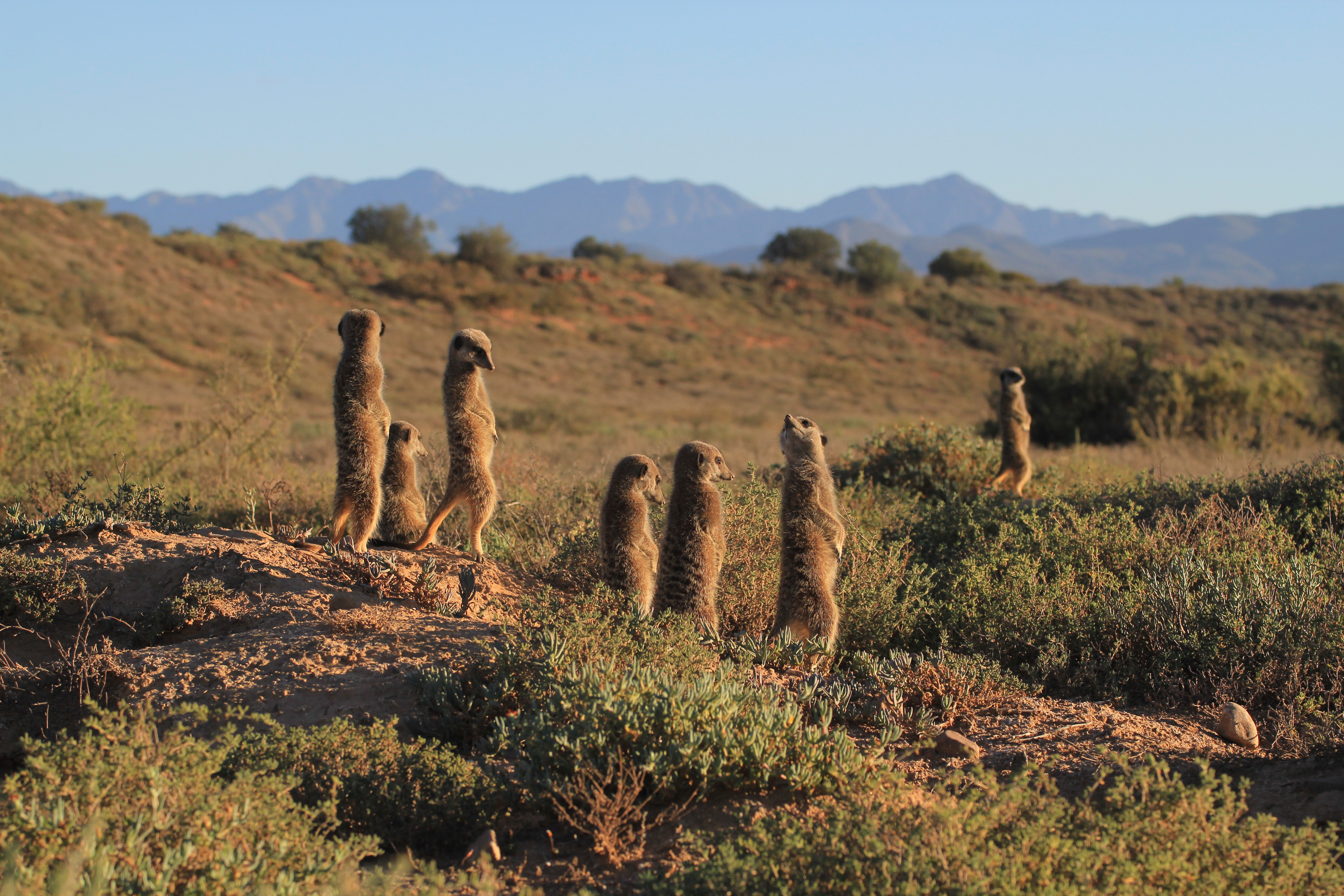 Karoo creature cameos – the captivating world of the small, wild and wonderful