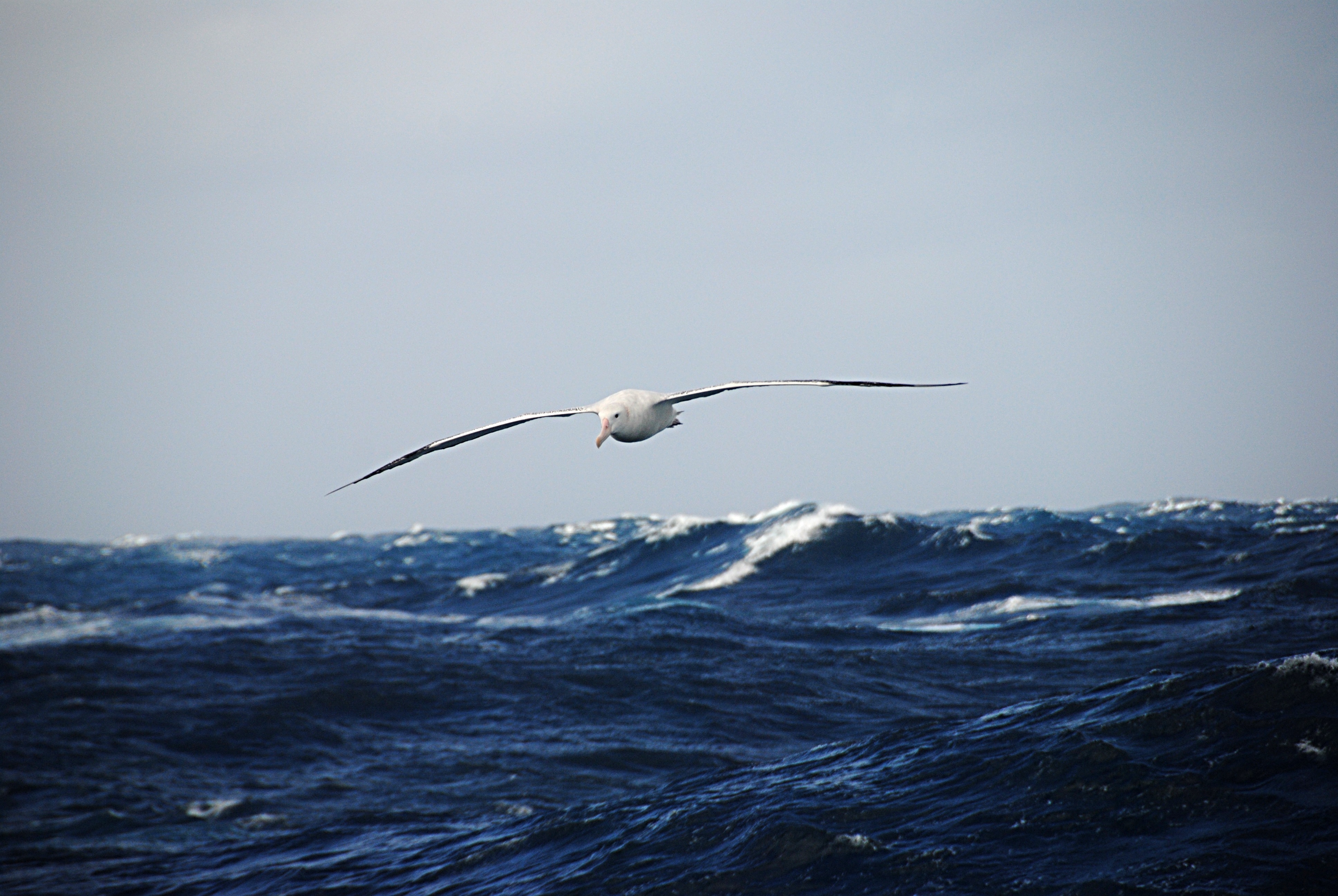 Half the world's breeding population of wandering albatrosses at risk after suspected deadly bird flu hits Marion Island