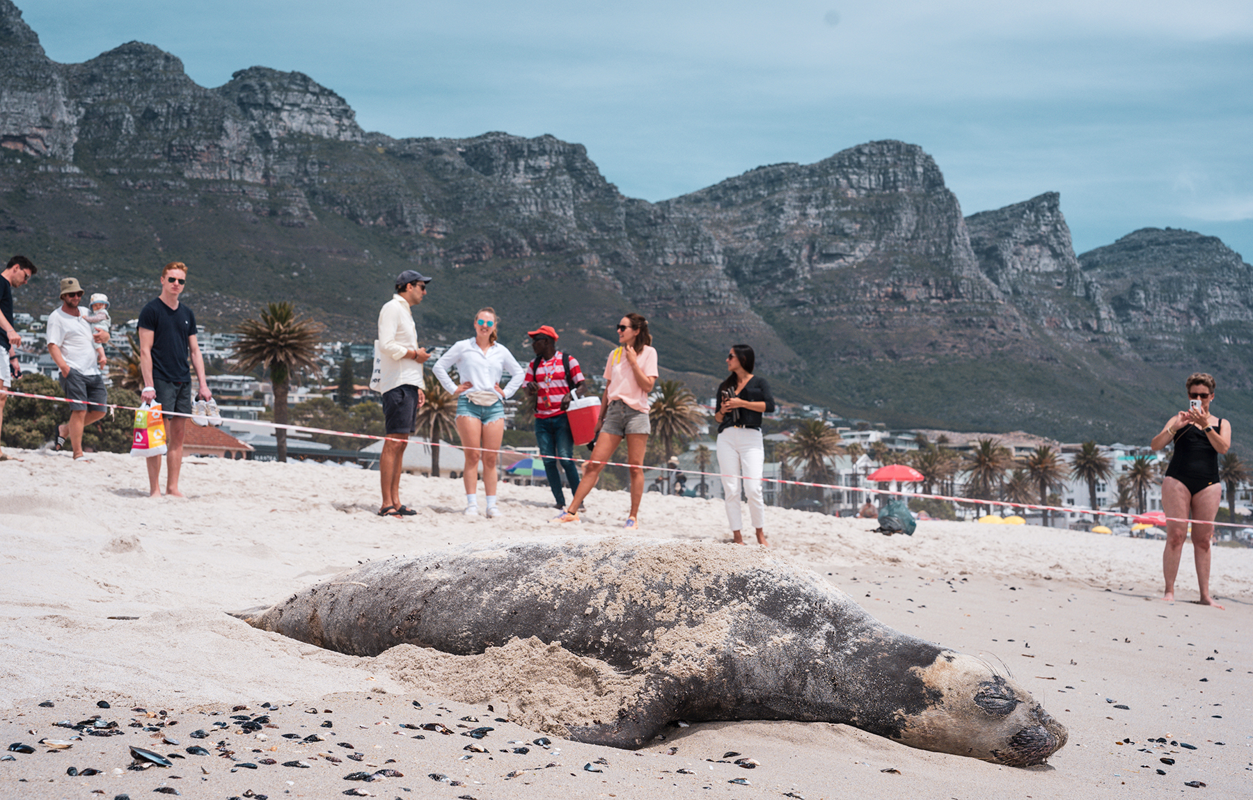 Lone shedding — southern elephant seal picks Camps Bay Beach for her long moult