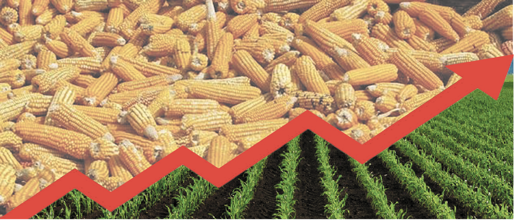 Cooling food inflation faces new threat as maize prices soar to record highs