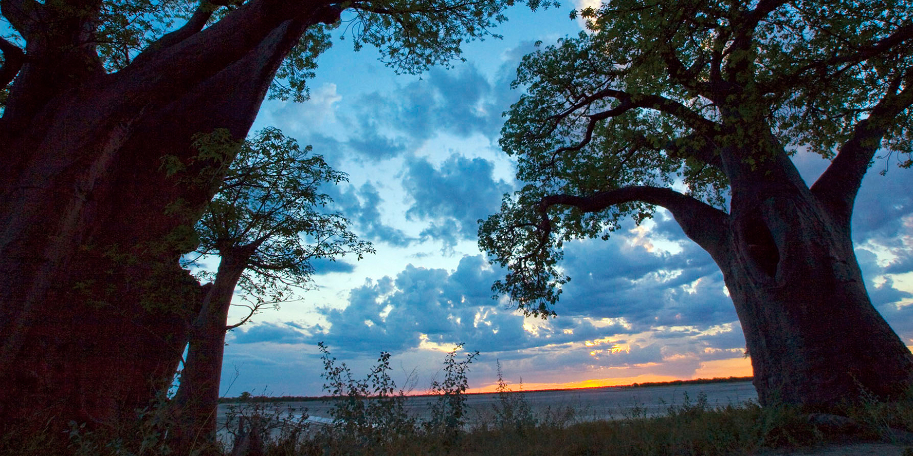 Thirsty, energy-hungry steel ‘monster’ set to destroy thousands of Limpopo protected trees in industrial drive