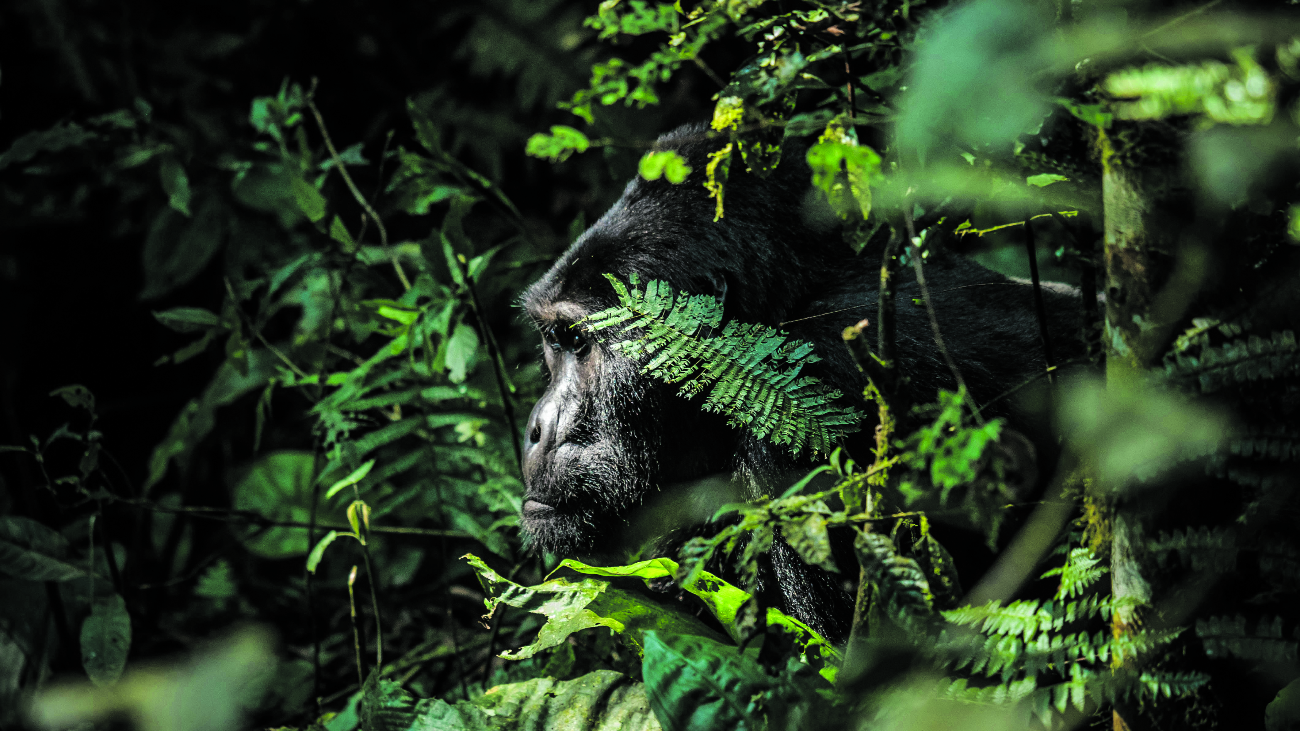 Meeting the gentle, magical spirits of the African rainforest