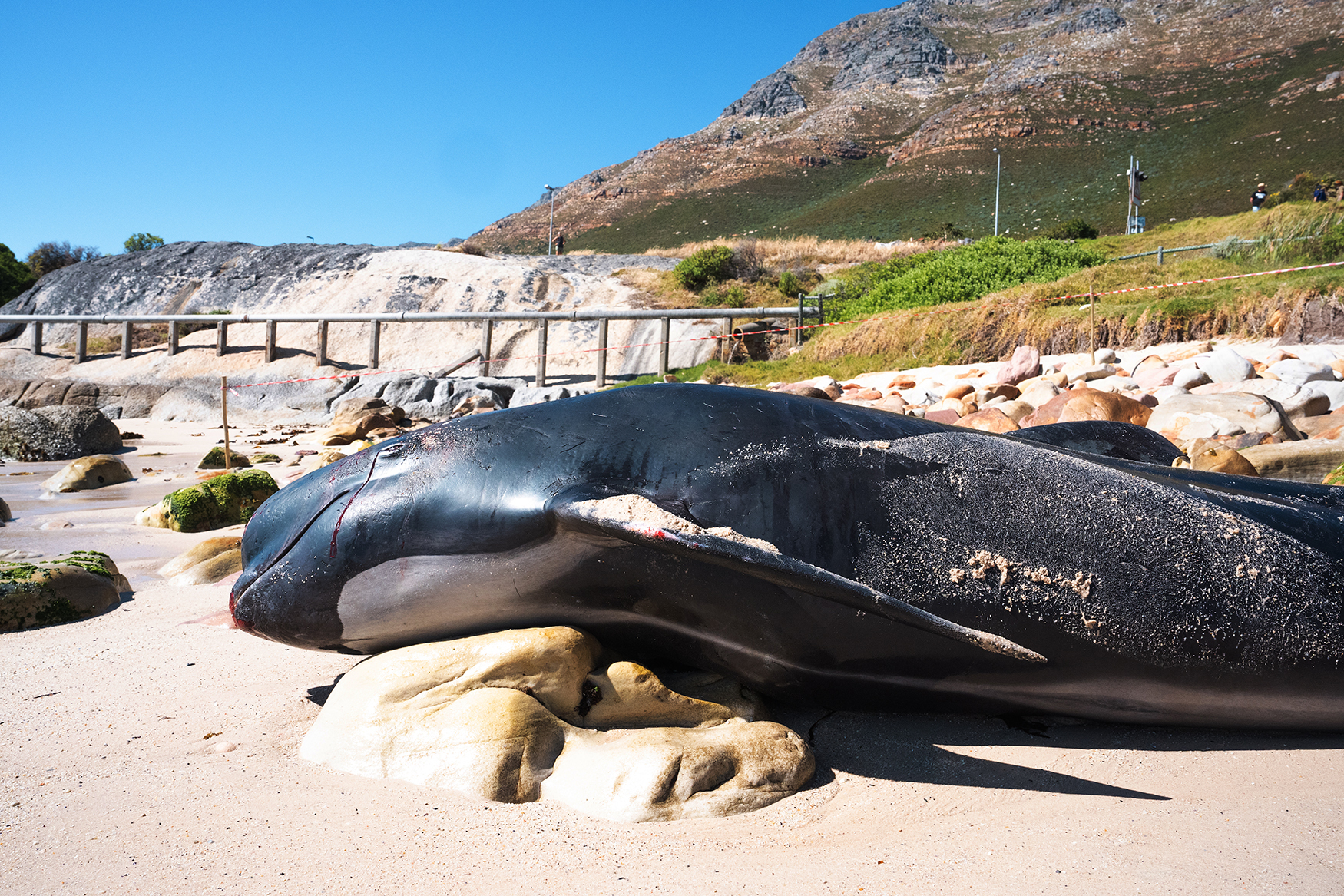 In Pictures: 14-Foot Pilot Whale Found Beached in Simon's Town