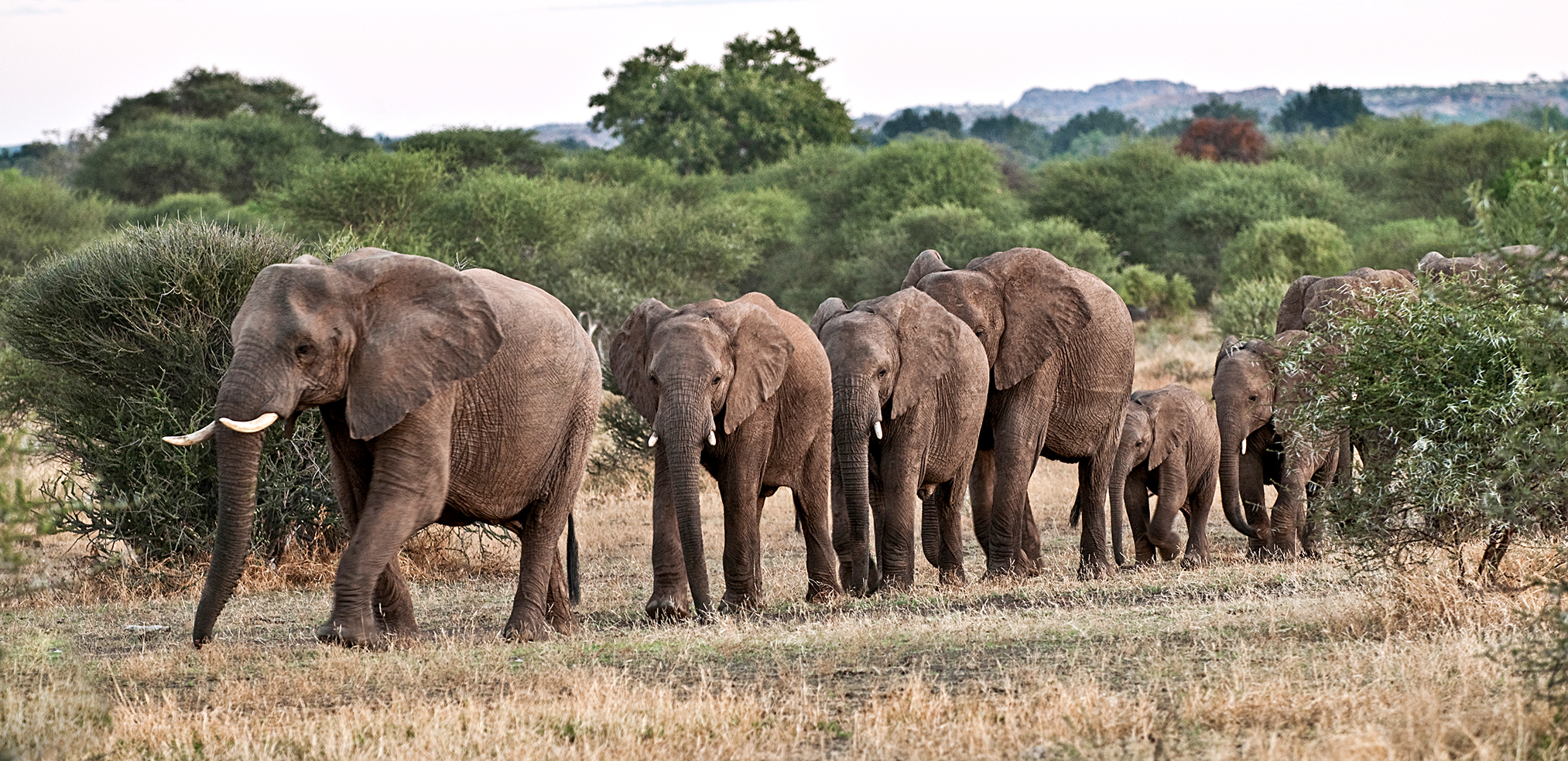 Pie in the sky — why South Africa’s Draft Elephant Heritage Strategy won’t work