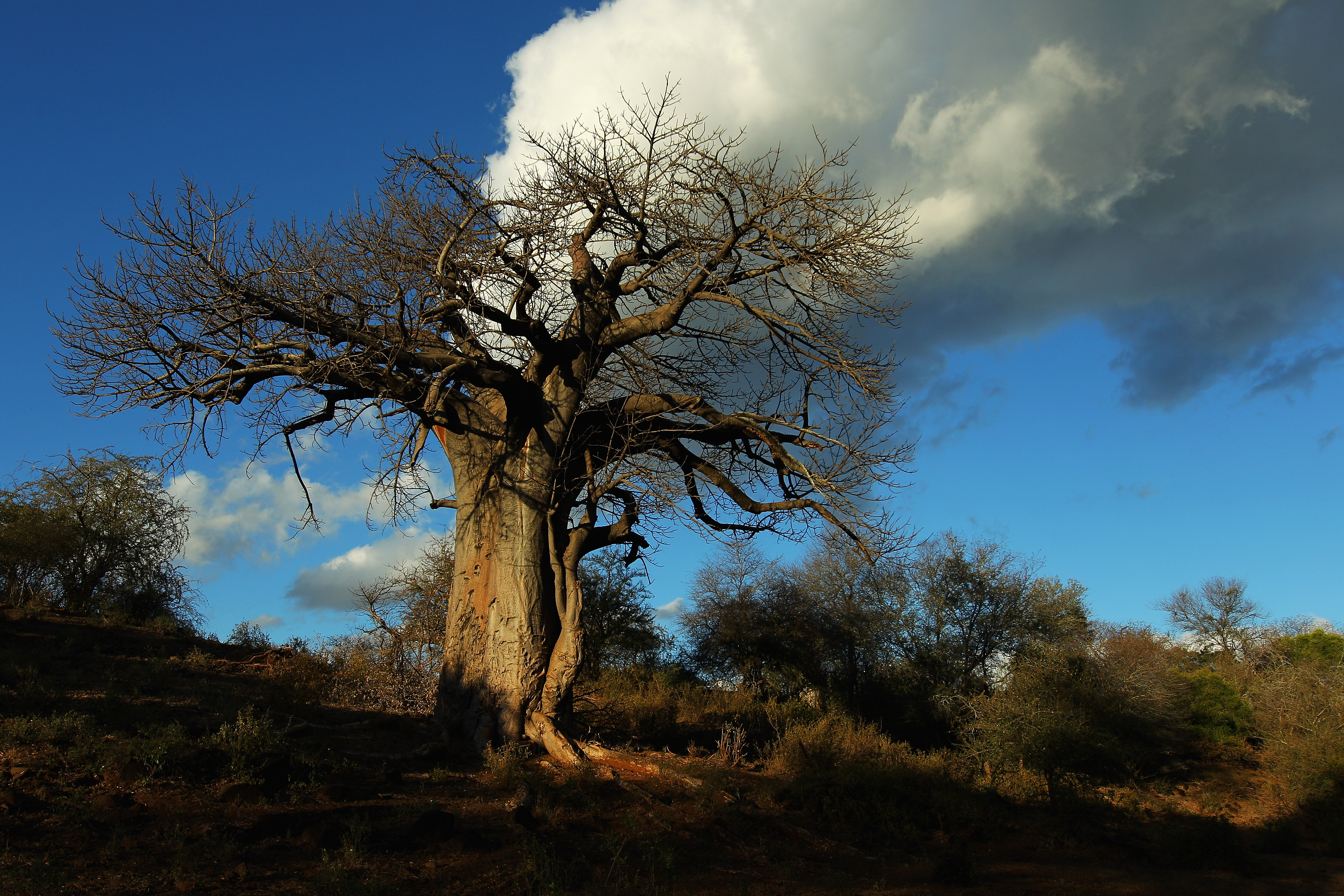 Baobab is a superfood with growing global demand – that’s bad news for the sacred African tree