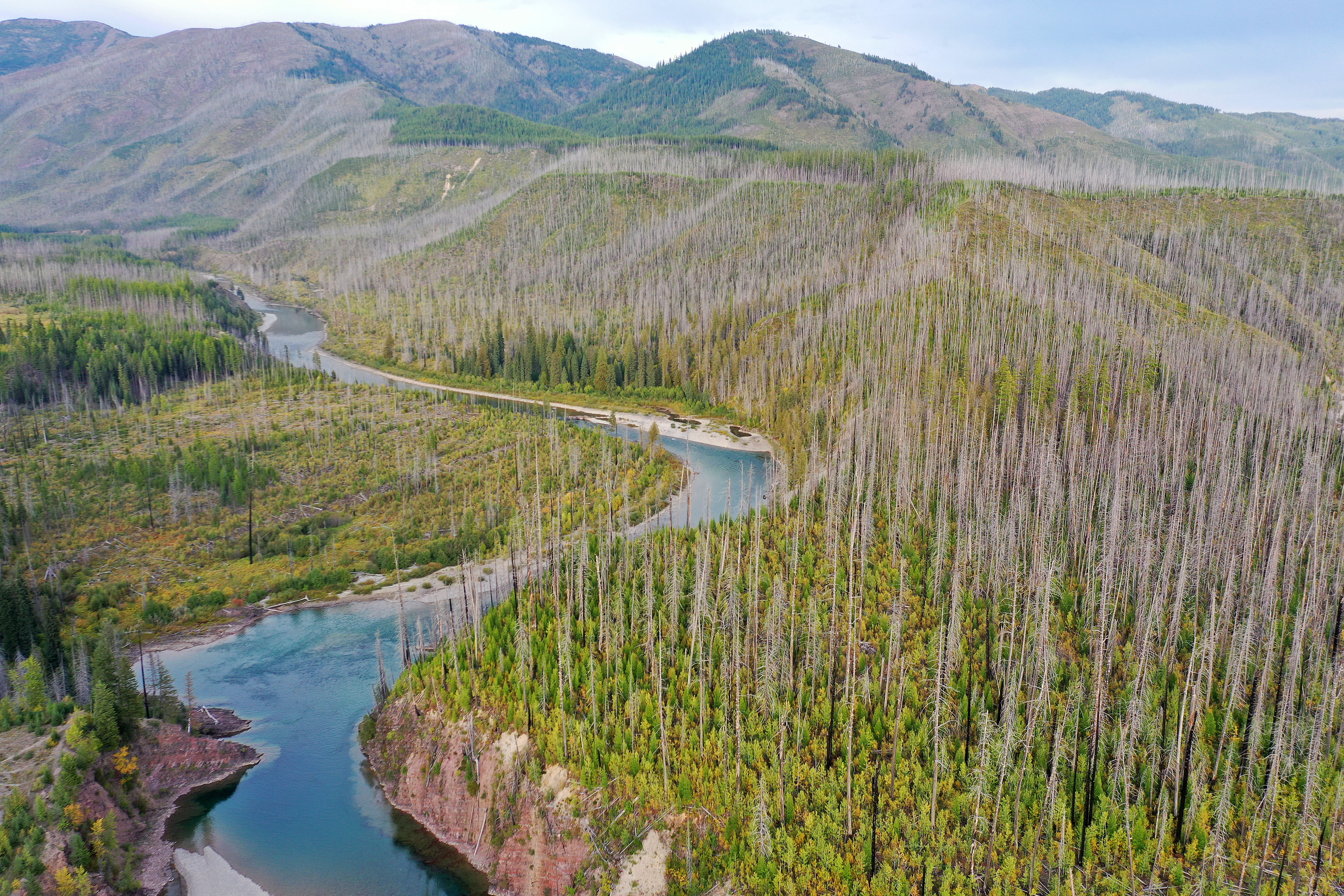 Montana Forests Struggle With Climate Change
