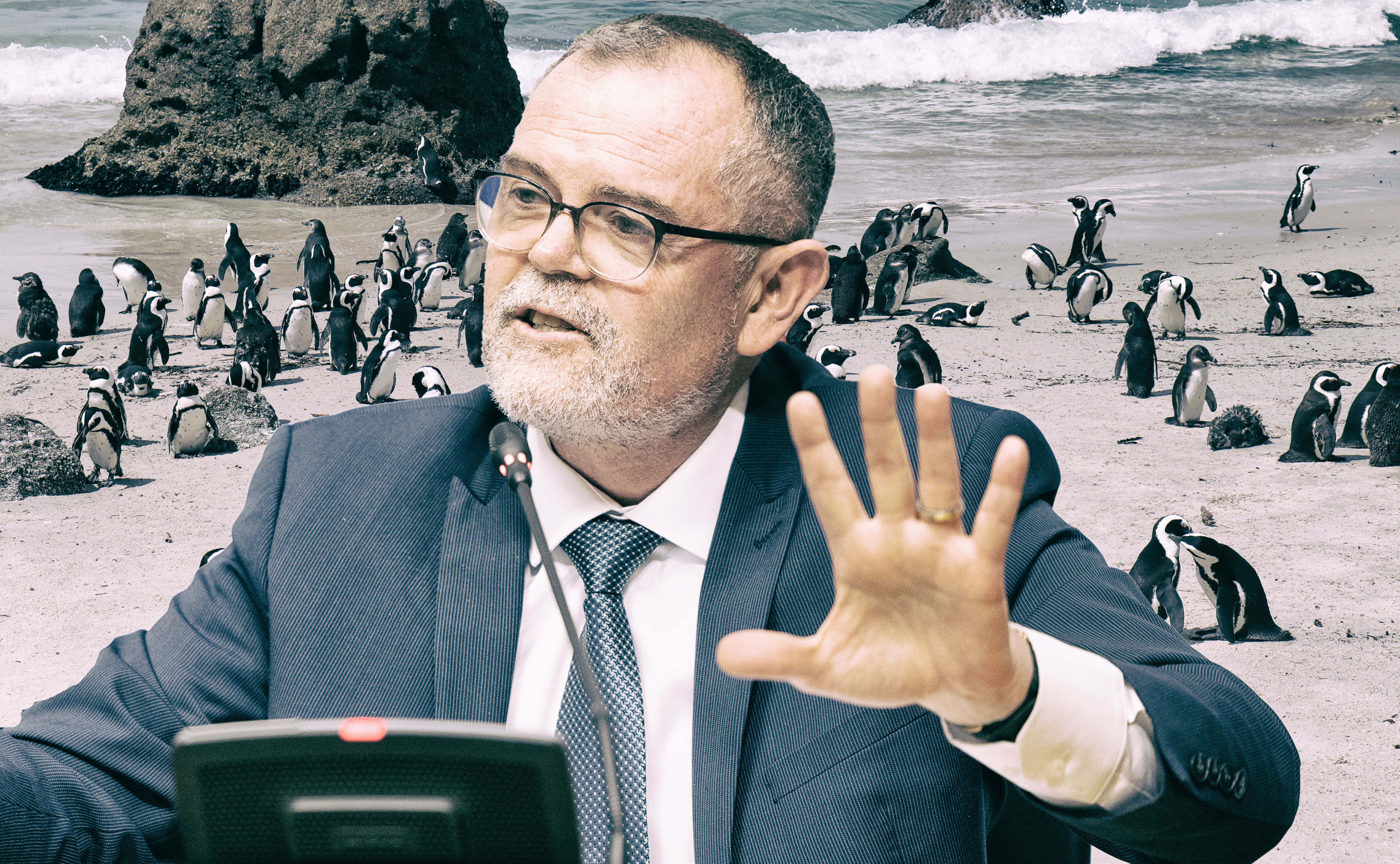 Minister Dion George’s African penguin ‘lifeline’ a slap in the face for conservation experts