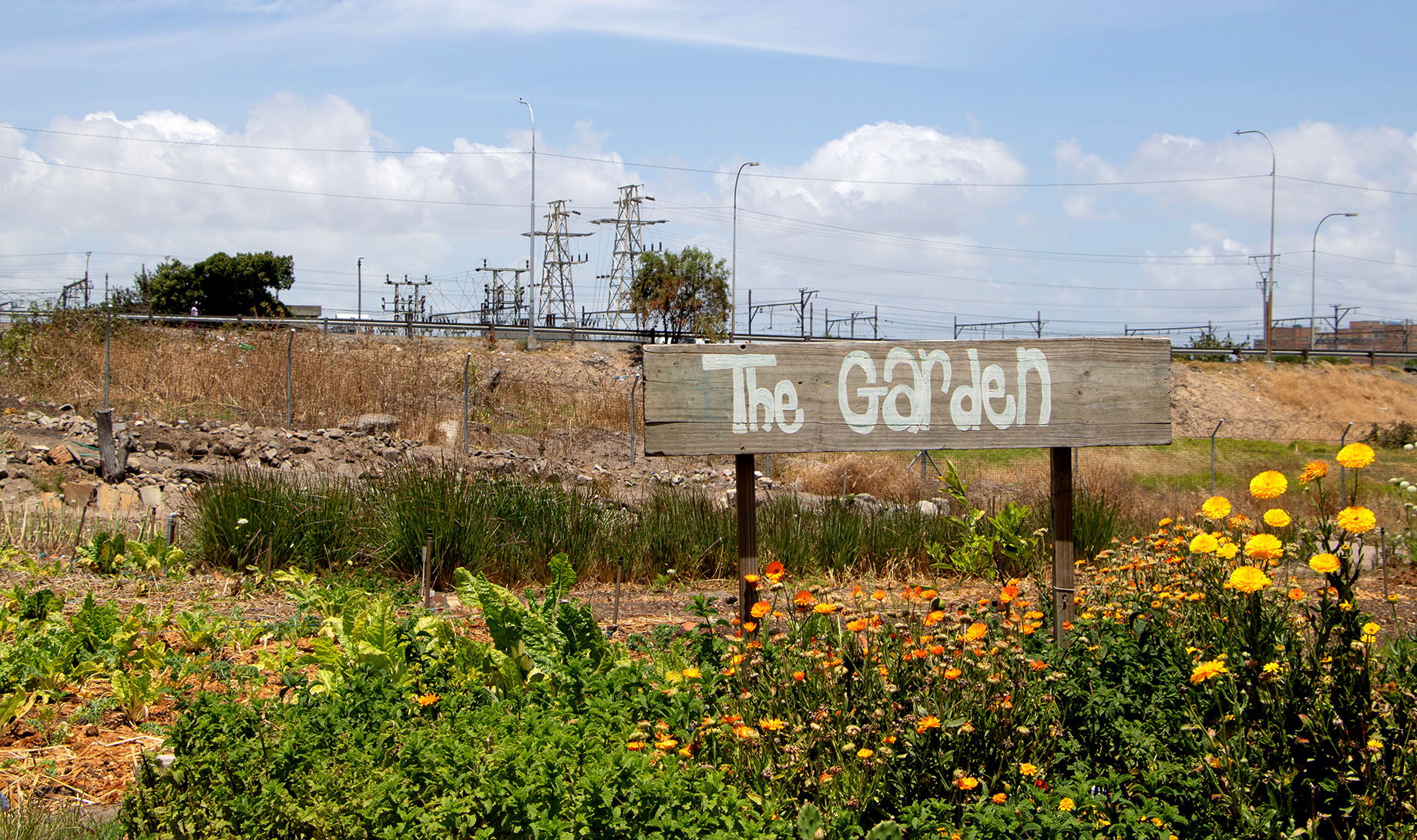 Urban food garden in Bellville: transforming lives through sustainable agriculture and job creation