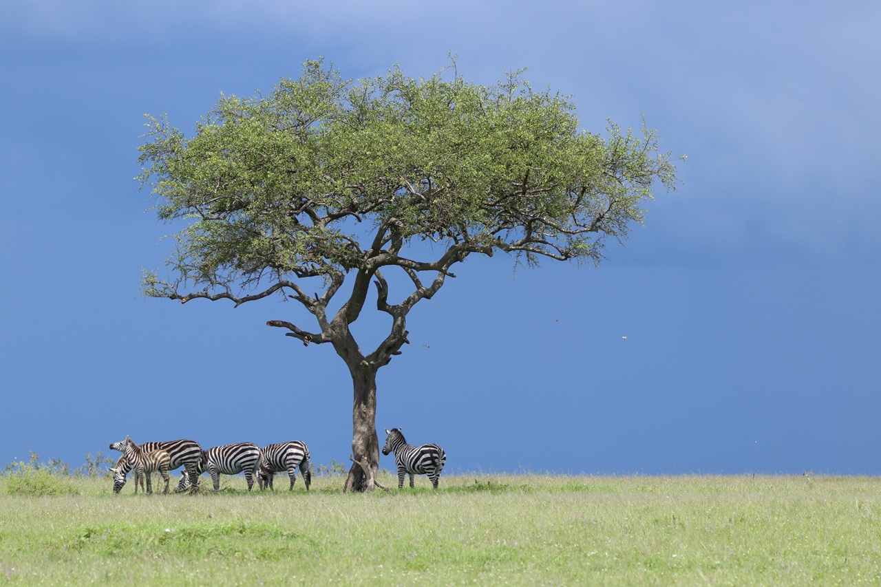 P4U_readersubmission_20241213