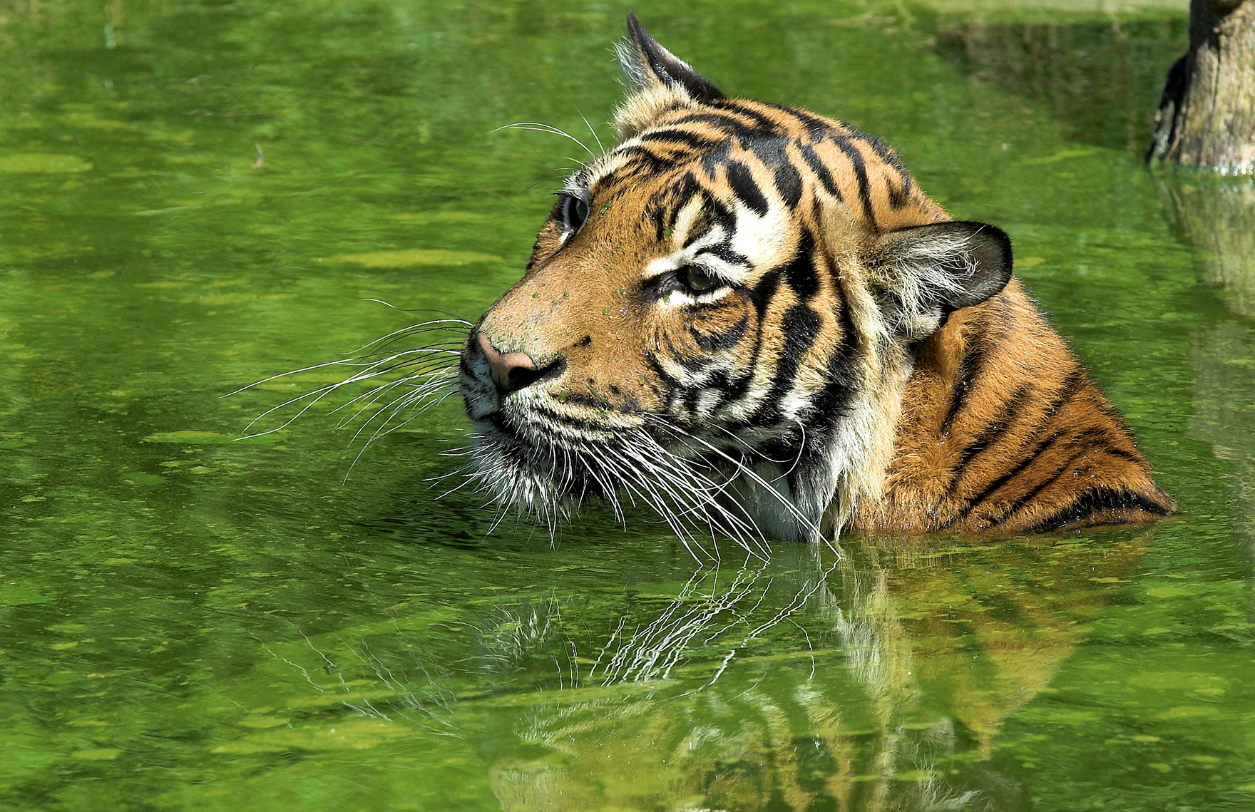 SA government continues to defend odious trade in tigers, perpetuating their suffering in captivity