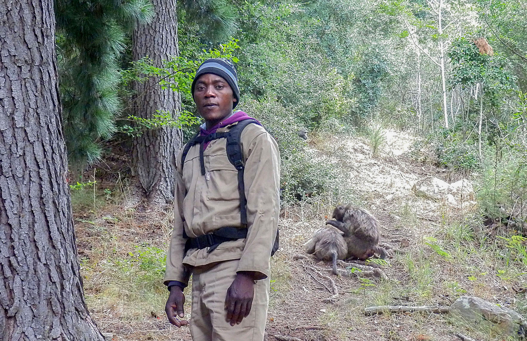 Tensions rise in Constantia as man arrested for threatening baboon monitors with firearm