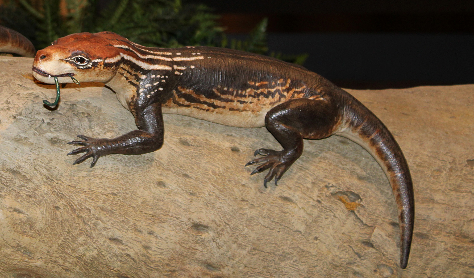 Dreams and discoveries: how a young fossil enthusiast is shaping paleontology in Graaff-Reinet