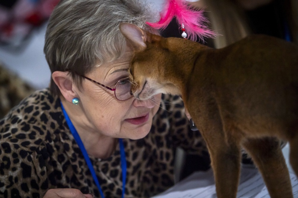 International cat exhibition, and more from around the world