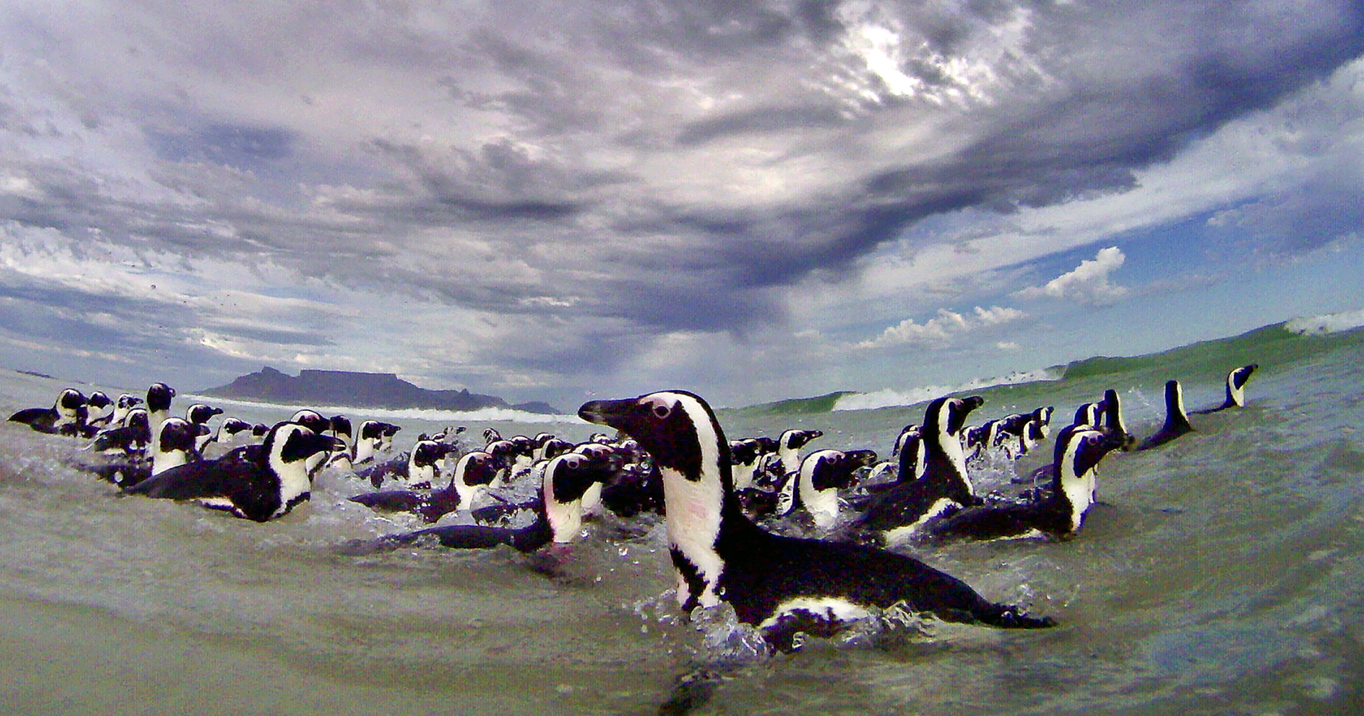 Nineteen African penguins in rehab after oil spill off Cape Town