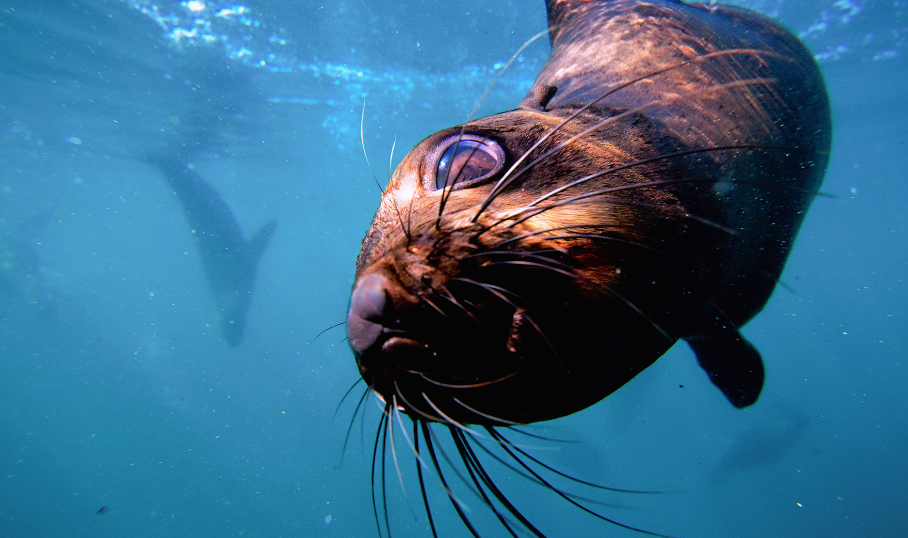 Diver attacked off Simon’s Town — what to do if you’re bitten by a rabid seal