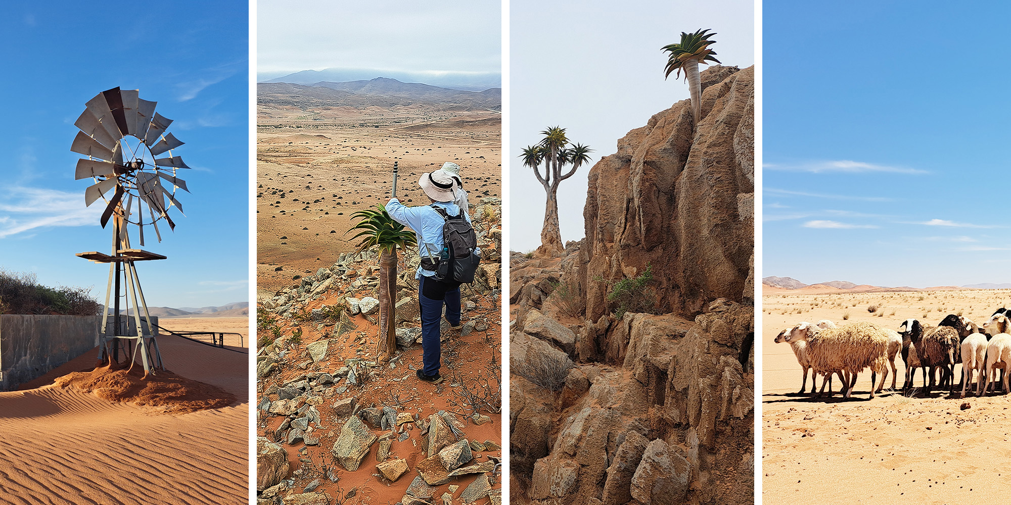 Karoo Dust Bowl (Part I) — here come the dunes, a death knell for plant species and farmers’ livelihoods