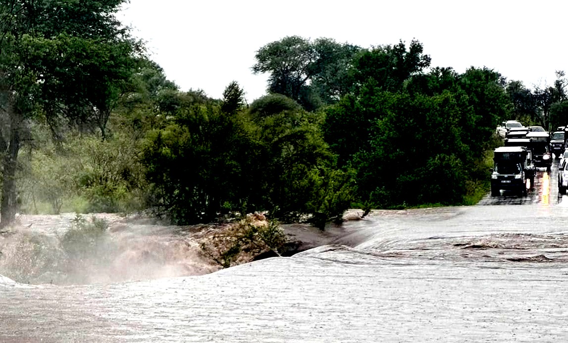 Kruger National Park grapples with flood aftermath as rangers monitor impact on roads and bridges