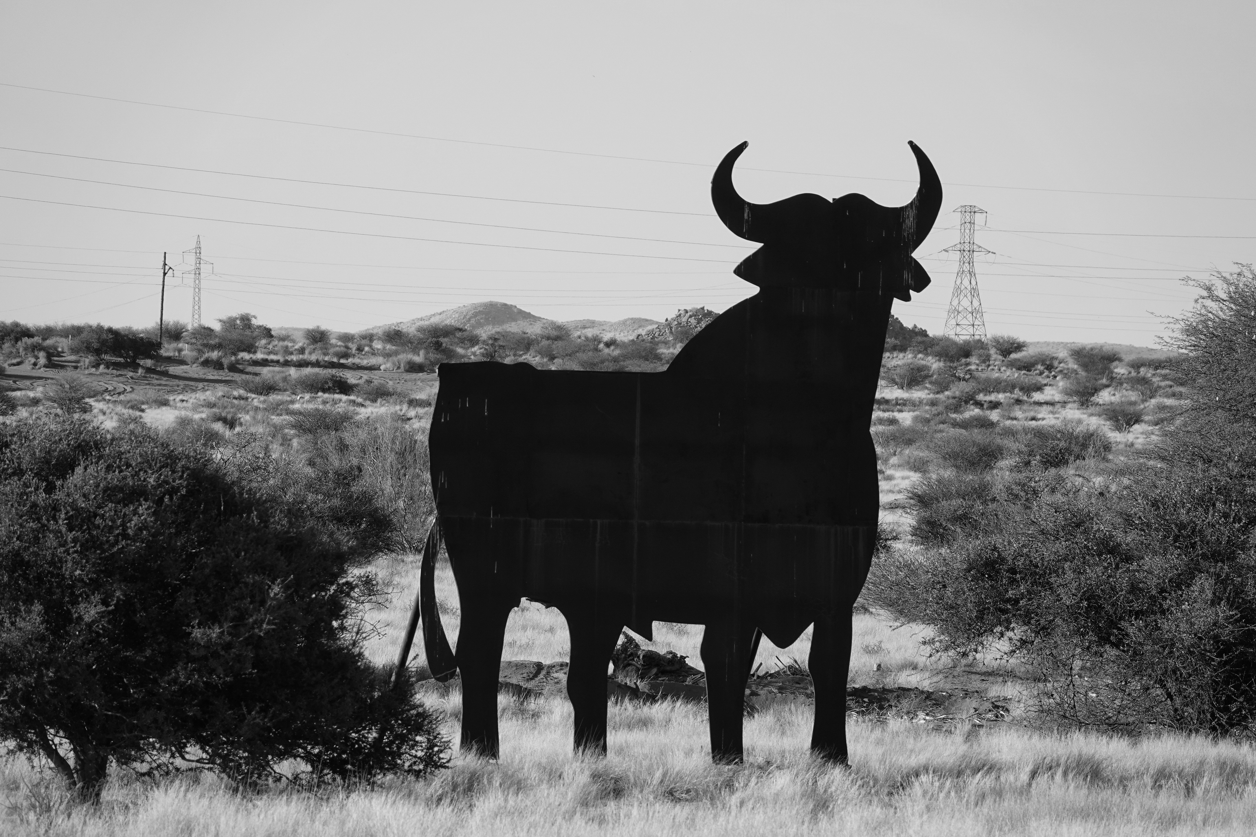 Upington Tales II — Spanish bulls in the veld, farming Kalahari-style and a quirky camera shop