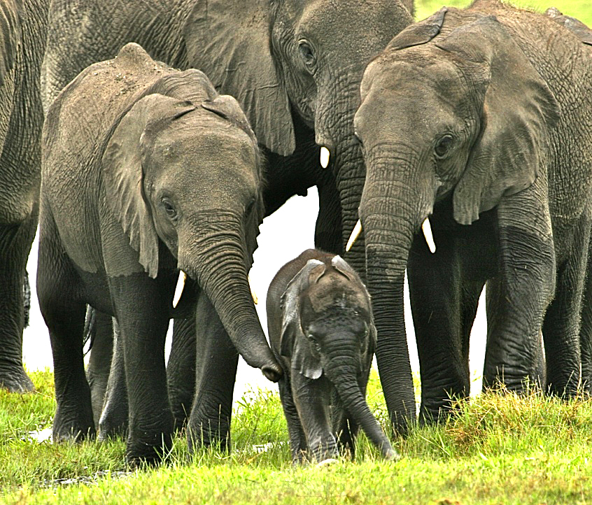 Vexed debates — the battle for animal welfare in South Africa