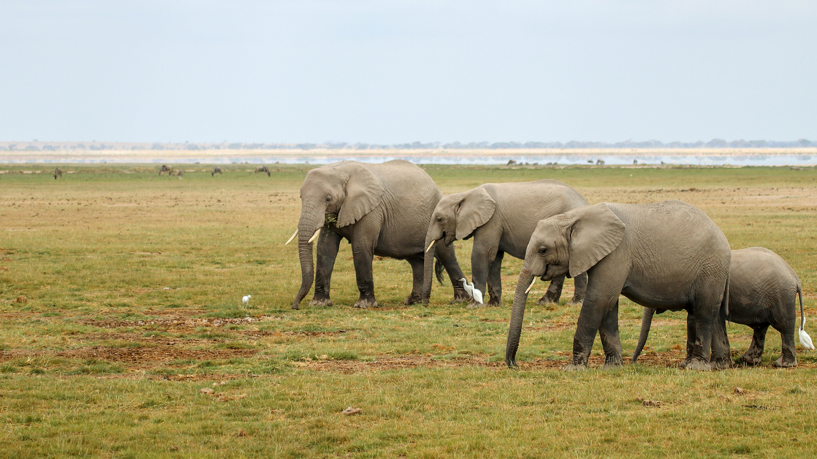 Cameroon should extend efforts beyond green militarisation to combat elephant poaching