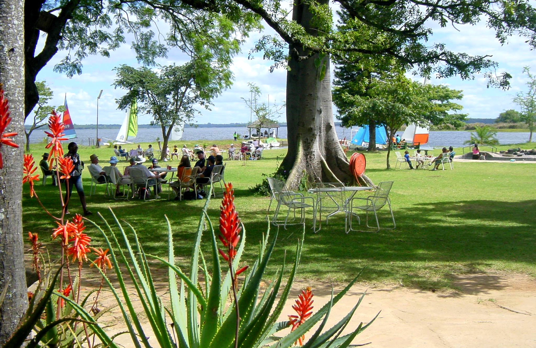Pollution, dead animals and corruption: the tragedy of Lake Chivero, Harare's water supply