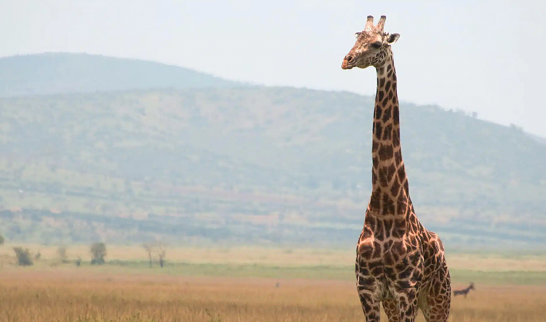 Elite hunting and smuggling syndicate threatens Tanzania’s Masai giraffe