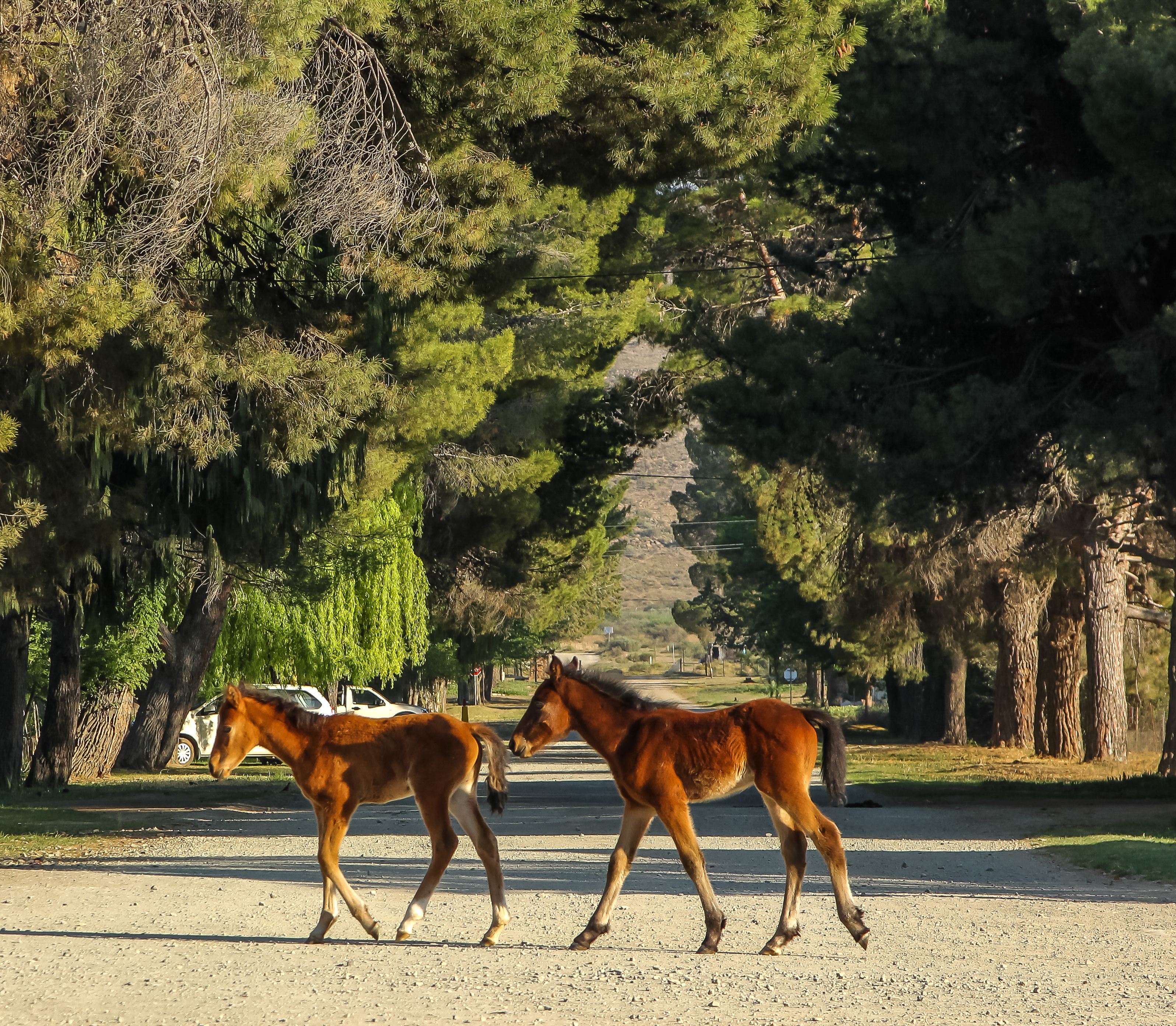 The hidden economy of small towns where local connections forge resilience in rural life
