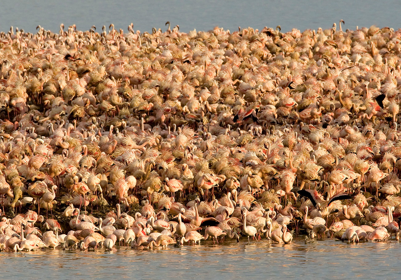Slow demise — plea to end suffering of waterbirds in polluted Kimberley wetland