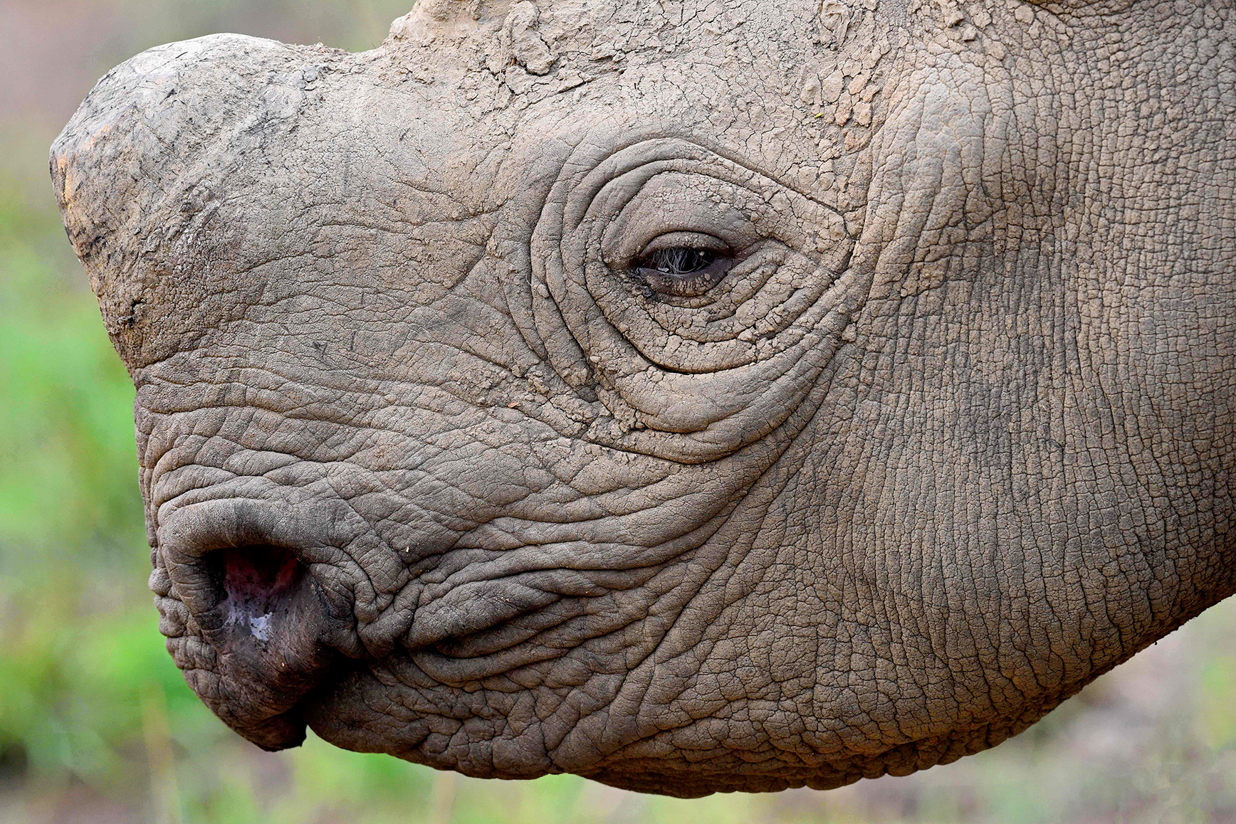 Vietnam chided over poached rhino horn ‘secrecy’ by global wildlife trade regulator