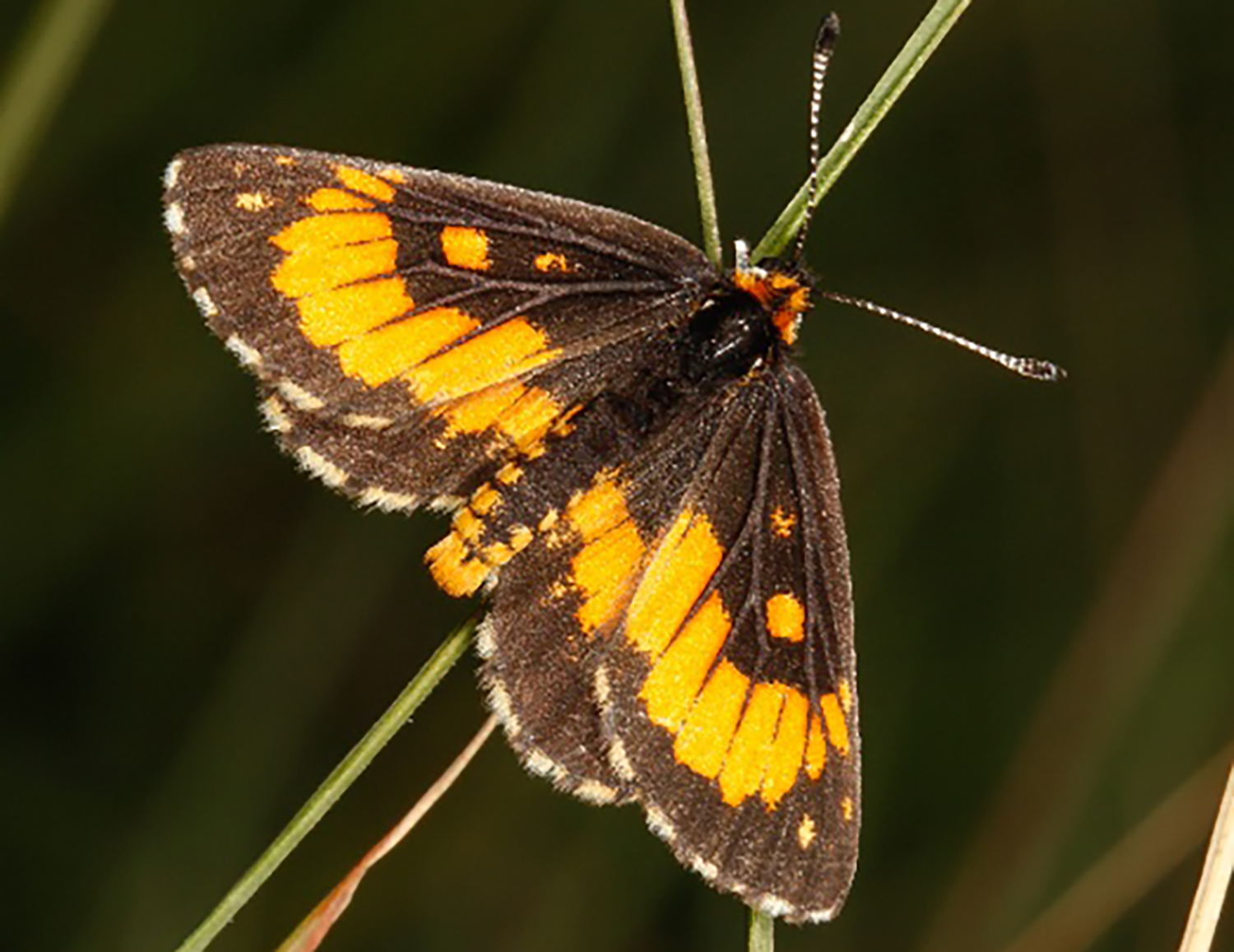 Big win for a tiny butterfly in Limpopo — the rare Wolkberg Zulu gets legal protection