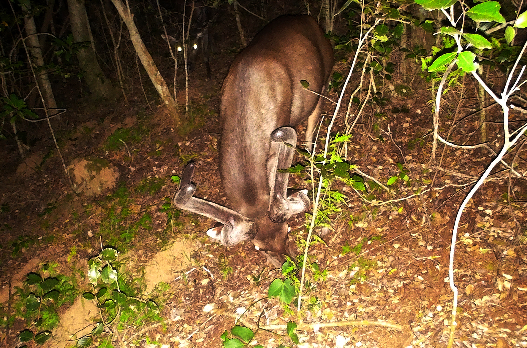 Exotic Sambar deer on Table Mountain: Do the research first, shoot later