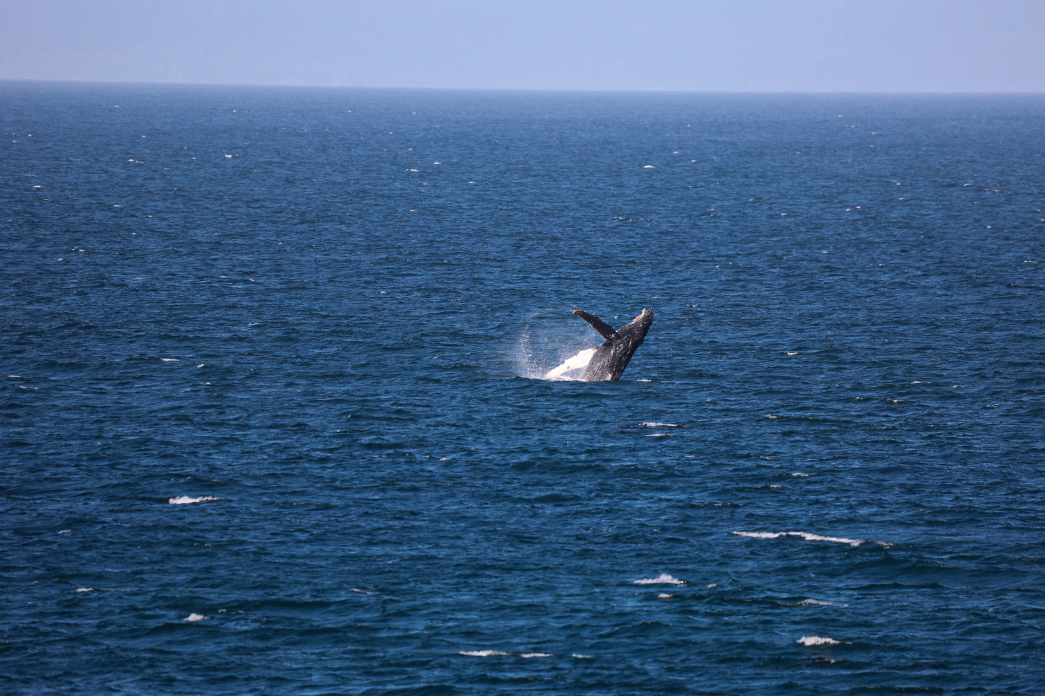 Whale superhighways along the West Coast — a conservation success story